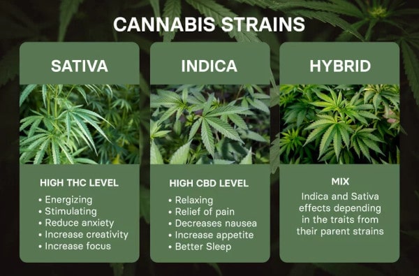 Indica vs. Sativa vs. Hybrid