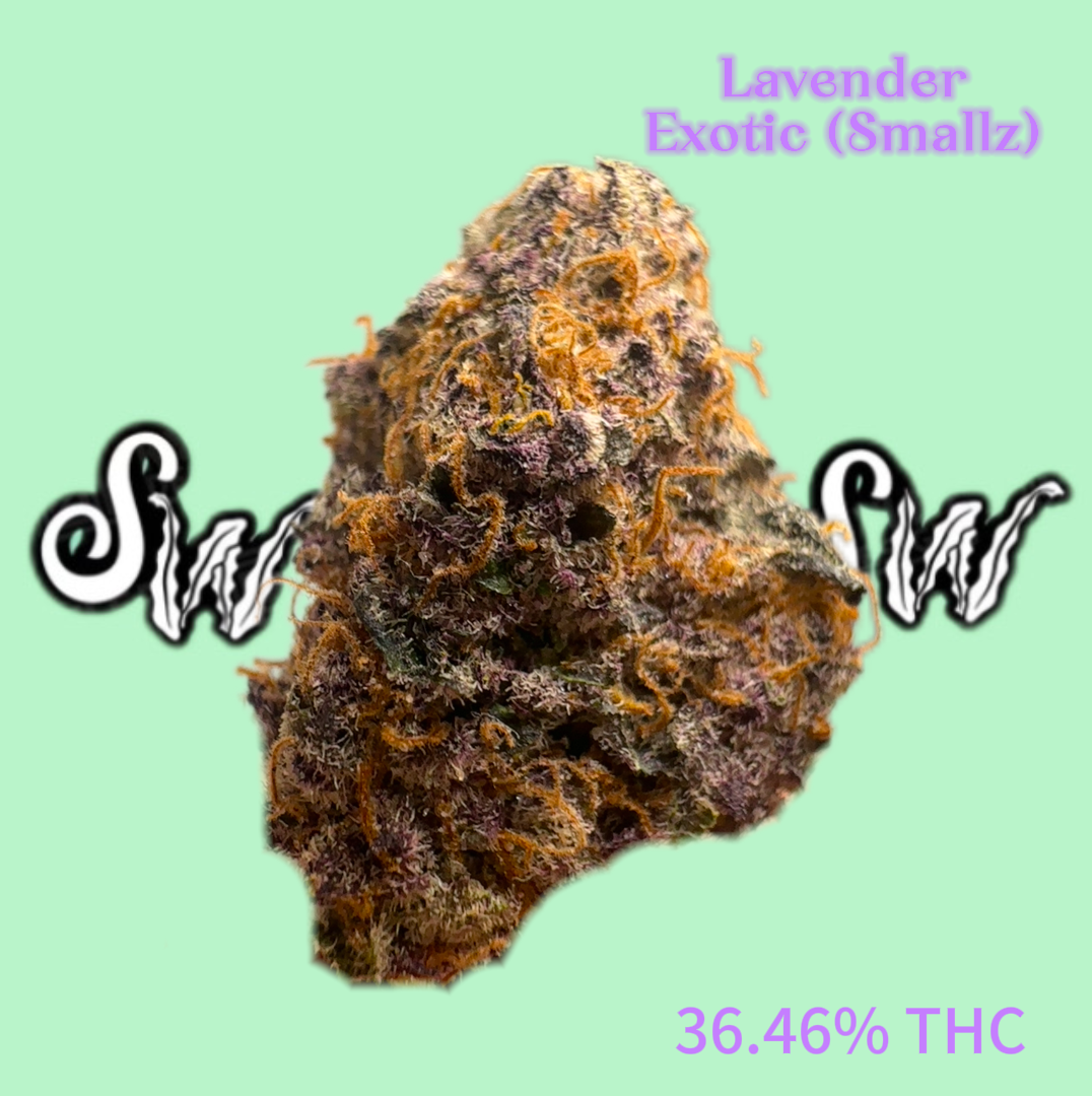 Lavender (Smallz) Exotic