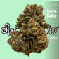 Seaweed Flower: 1/2 & Oz Specials